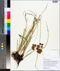 Cyperus pseudovegetus image