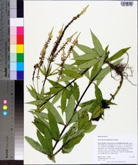 Veronicastrum virginicum image