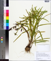 Liatris squarrosa image