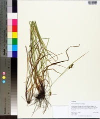 Carex complanata image