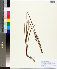 Spiranthes vernalis image