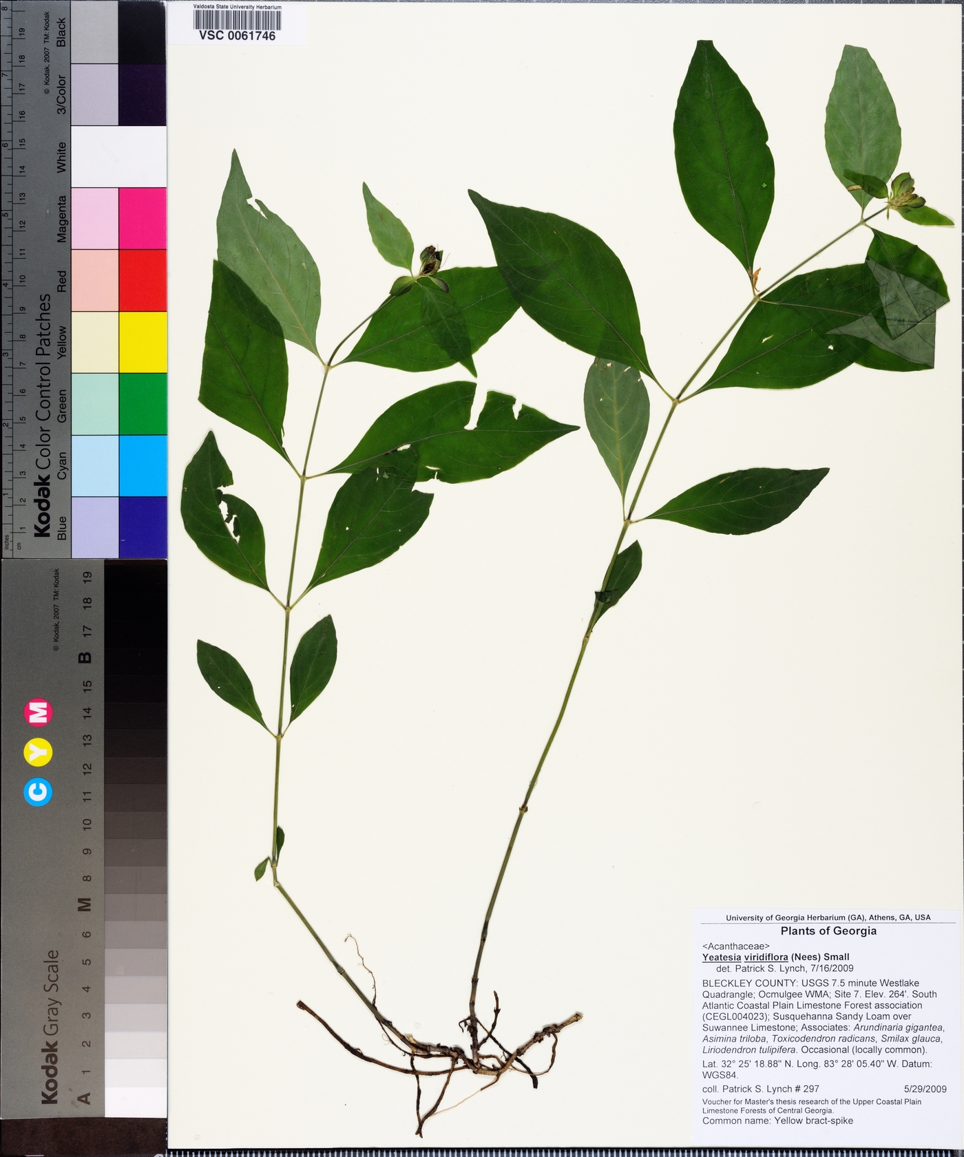 Yeatesia viridiflora image