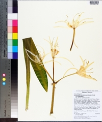 Hymenocallis occidentalis image