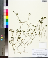 Hydrocotyle bowlesioides image