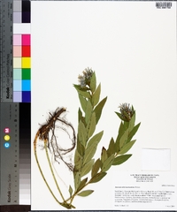 Amsonia tabernaemontana image