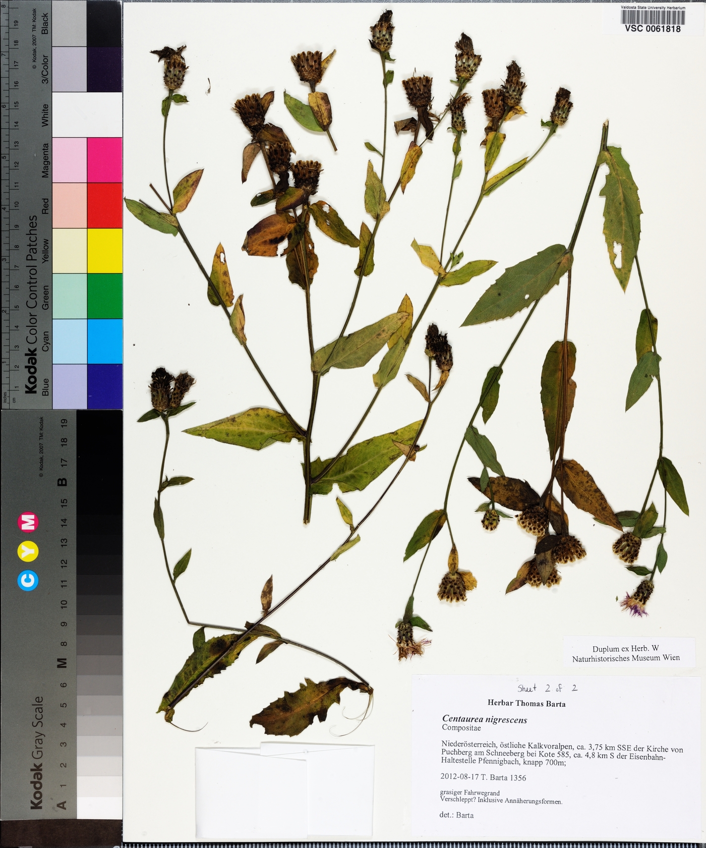 Centaurea nigrescens image