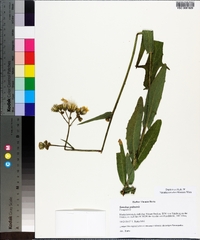 Sonchus palustris image