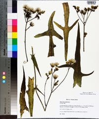 Sonchus palustris image