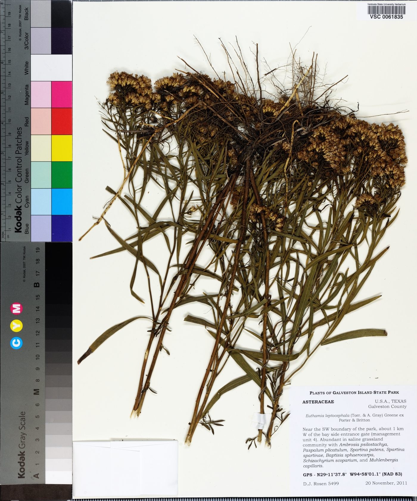 Euthamia leptocephala image