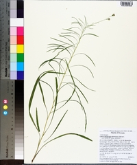 Liatris elegantula image