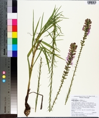 Liatris spicata image