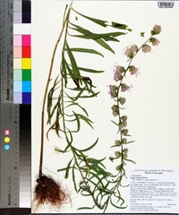 Liatris aspera image