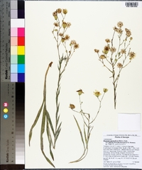 Pityopsis graminifolia image