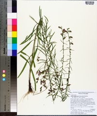 Liatris elegantula image