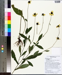 Rudbeckia fulgida image