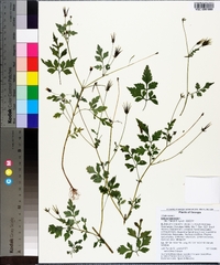 Bidens bipinnata image