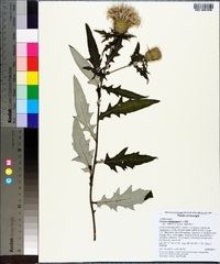 Cirsium altissimum image