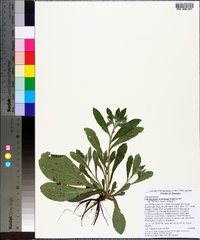 Lithospermum tuberosum image