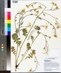 Raphanus raphanistrum subsp. raphanistrum image