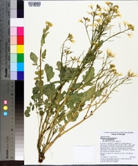 Raphanus raphanistrum subsp. raphanistrum image