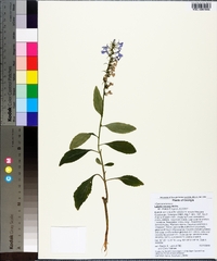 Lobelia amoena image