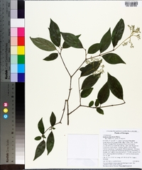 Cornus asperifolia image