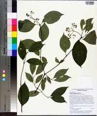 Cornus asperifolia image