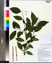 Cornus asperifolia image