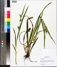 Carex folliculata image