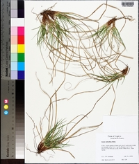 Carex umbellata image