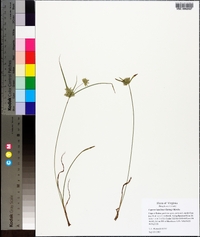 Cyperus lupulinus image