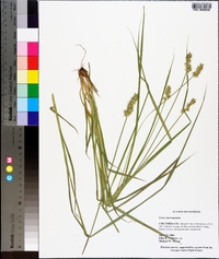 Carex laevivaginata image