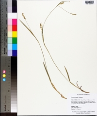 Carex striatula image