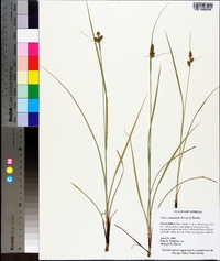 Carex complanata image