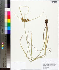 Cyperus pseudovegetus image