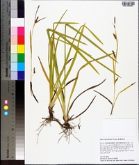 Carex microdonta image