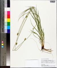 Carex leavenworthii image