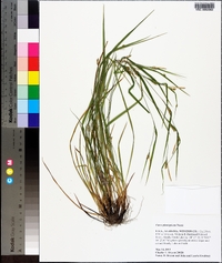 Carex planispicata image