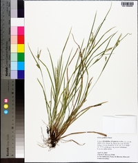 Carex godfreyi image