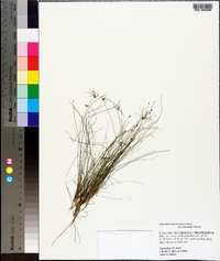 Eleocharis microcarpa image