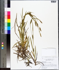 Carex microdonta image