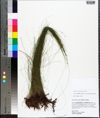 Eleocharis tenuis image