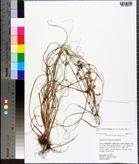 Cyperus retrorsus image