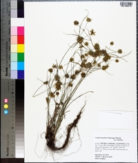 Cyperus lupulinus image