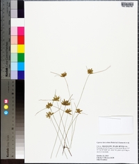 Cyperus lanceolatus image