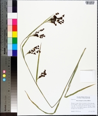 Rhynchospora caduca image