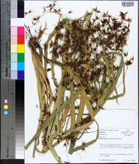 Rhynchospora corniculata image