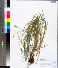 Carex festucacea image