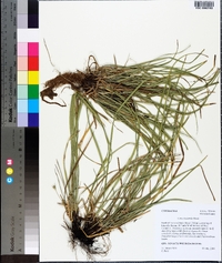 Carex basiantha image