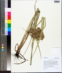 Cyperus virens image